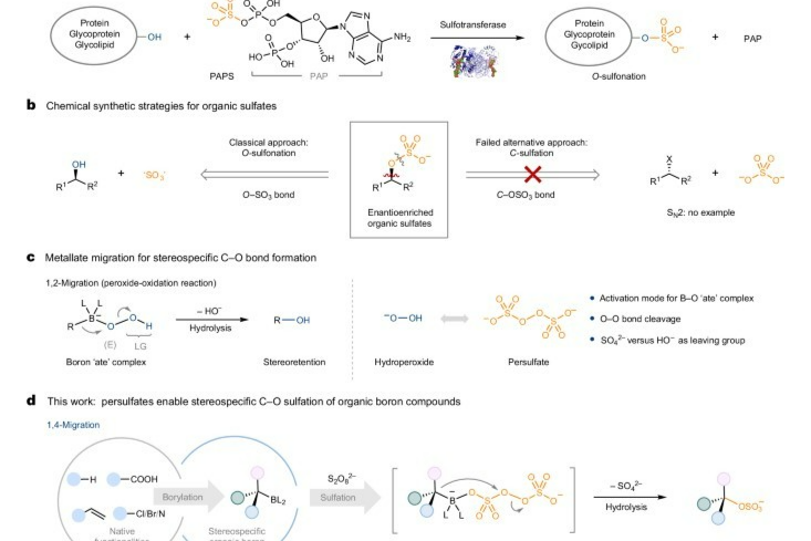 新型C-O硫酸化方法拓宽药物开发路径！