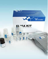 猴糜蛋白酶样弹性蛋白酶1(ELA1)ELISA kit