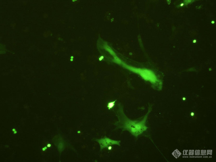 北京倍辉科技携手中国科学院、清华大学举办CUY21 EDIT II超级多模式细胞/活体基因电转化仪试用活动