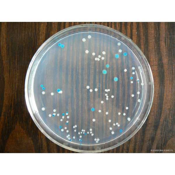 大肠杆菌&大肠菌群显色培养基配套平皿
