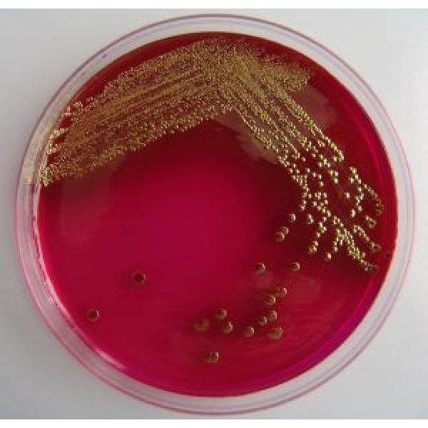 大肠杆菌显色培养基