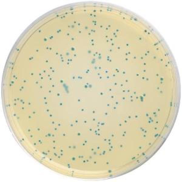 霉菌和酵母菌显色培养基