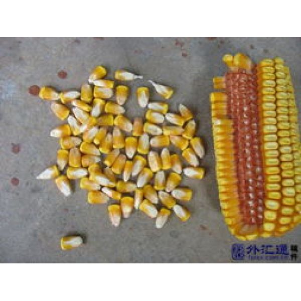 转基因玉米标准品