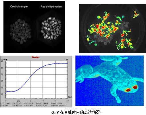FluorCam封闭式GFP/Chl.荧光成像系统北京易科泰生态技术有限公司