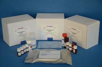 人蛋白酪氨酸磷酸酶(PTP/PTPase/CD148)免疫组化试剂盒