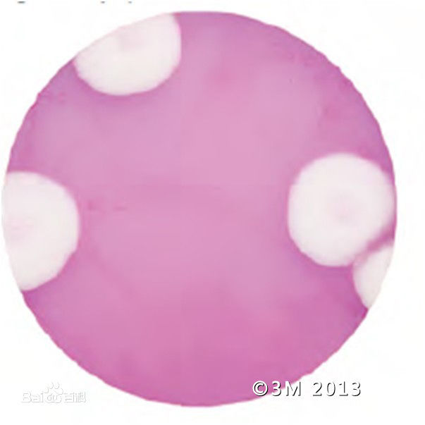 3M 霉菌及酵母测试片