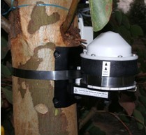 DRL26C树木生长测量仪