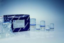 小鼠17羟皮质类固醇(17-OHCS)免疫组化试剂盒