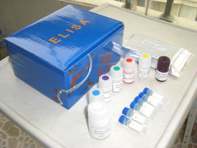 人B-淋巴细胞趋化因子1(BLC-1/CXCL13)ELISA试剂盒  