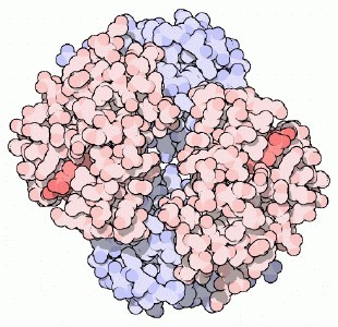 半乳糖凝集素4(GAL4)重组蛋白