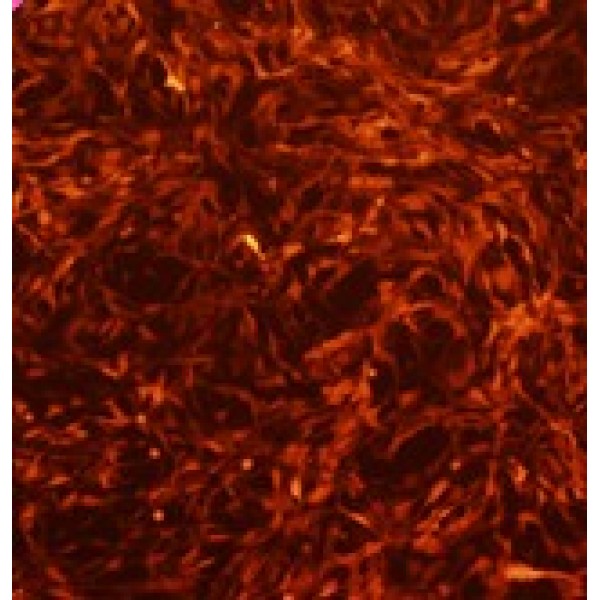 鲑鱼胚胎细胞