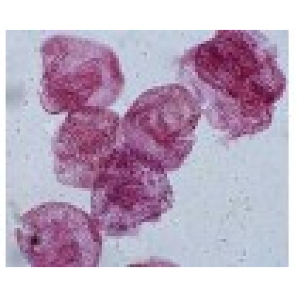 人胚肝二倍体细胞 CCC-HEL-1细胞