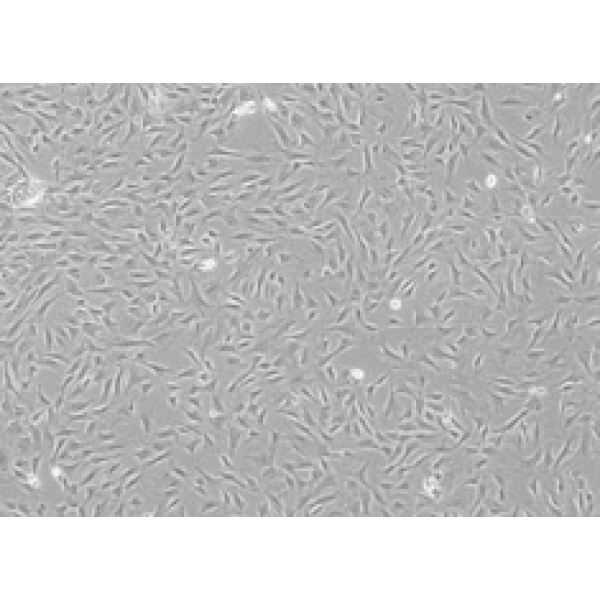 猪肺泡巨噬细胞 3D4/21细胞 