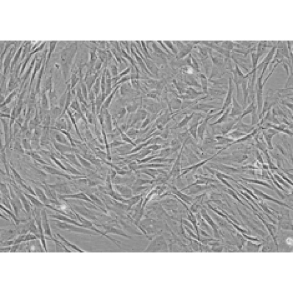 人肾小管近段上皮细胞 HK-2细胞