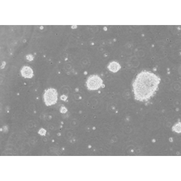 绿色荧光蛋白标记人胃癌细胞 MGC803-GFP细胞