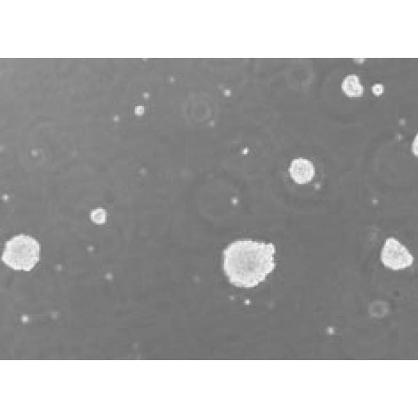 人原髓细胞白血病细胞 HL-60细胞