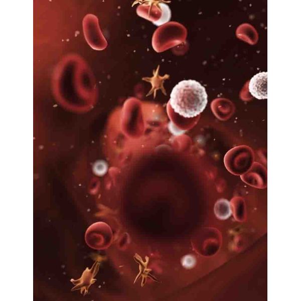 人脐静脉血管内皮原代细胞,HUVEC细胞