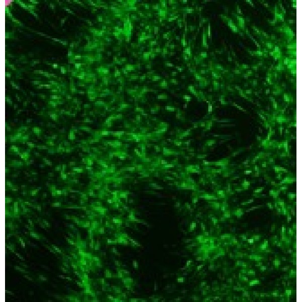 正常小鼠睾丸Leydig细胞,TM3细胞
