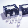 鹿胰岛素样生长因子结合蛋白3(IGFBP-3)ELISA试剂盒 