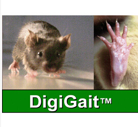 DigiGaitTM啮齿动物步态分析系统