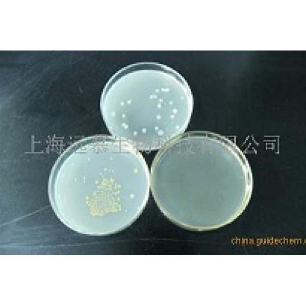 类杆菌-胆汁-七叶苷（BBE）琼脂