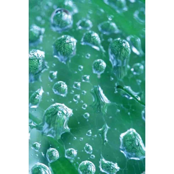 赭绿青霉细胞