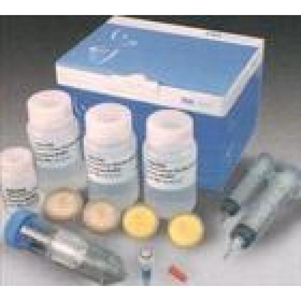 超敏型BCA法蛋白定量试剂盒 