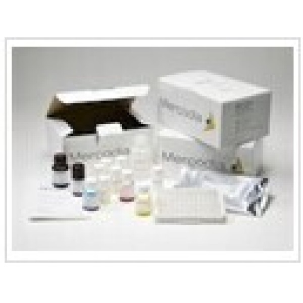 人主要组织相容性复合体Ⅱ类(MHCⅡ/HLA-Ⅱ)ELISA试剂盒 