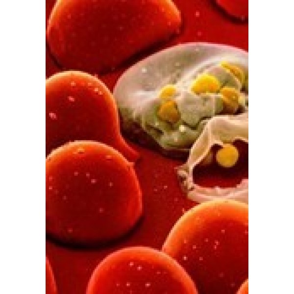 KM小鼠网织细胞肉瘤瘤株, LⅡ细胞