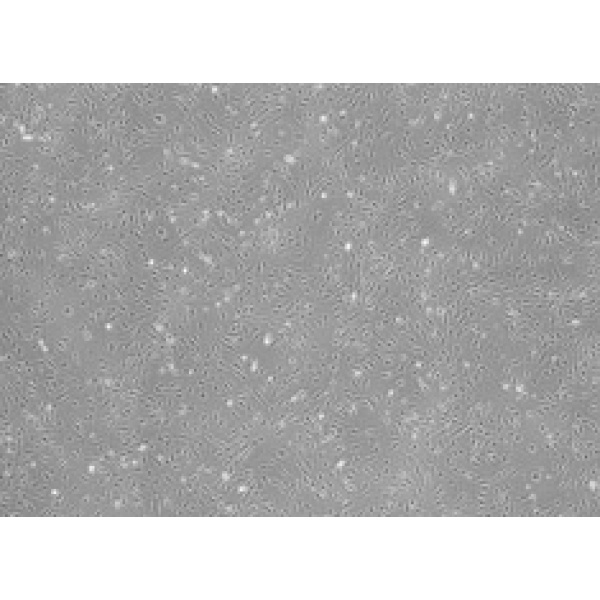 大鼠肺泡巨噬细胞,NR8383细胞