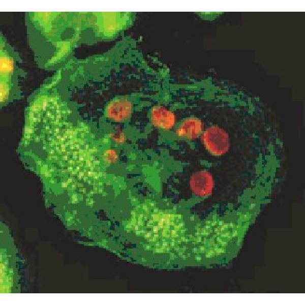 EBV转化的绒猴白细胞