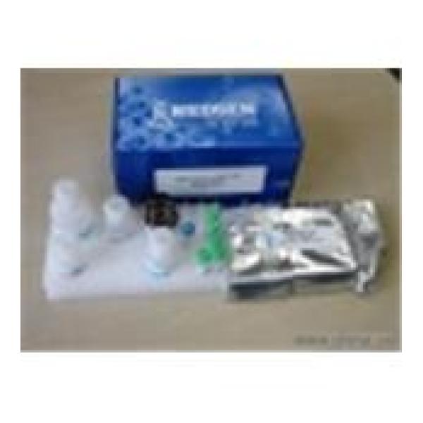 冰冻切片半胱氨酸蛋白酶活性原位荧光染色检测试剂盒