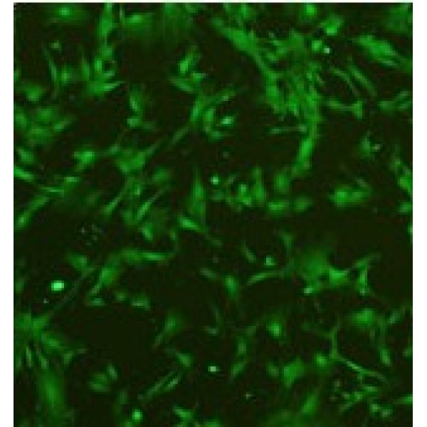 小鼠Mo-MuLv感染的3T3细胞