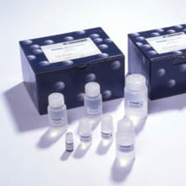 GST融合蛋白阳性表达树脂电泳筛选试剂盒
