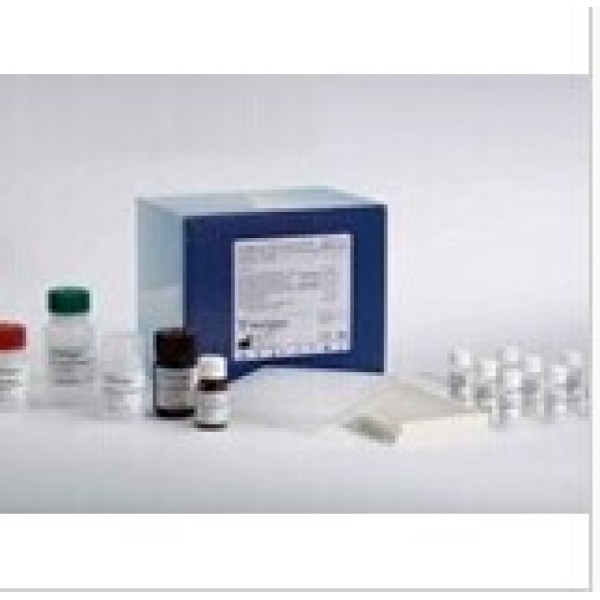 小鼠血管紧张素2(Ang-II)检测试剂盒