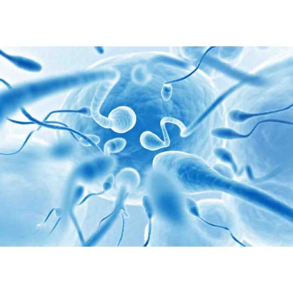 逆转录病毒包装用的人胚胎成纤维细胞