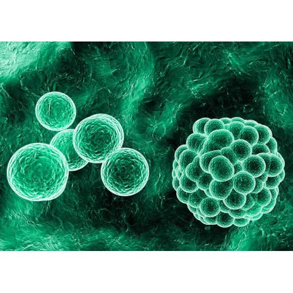 人卵巢透明细胞癌细胞