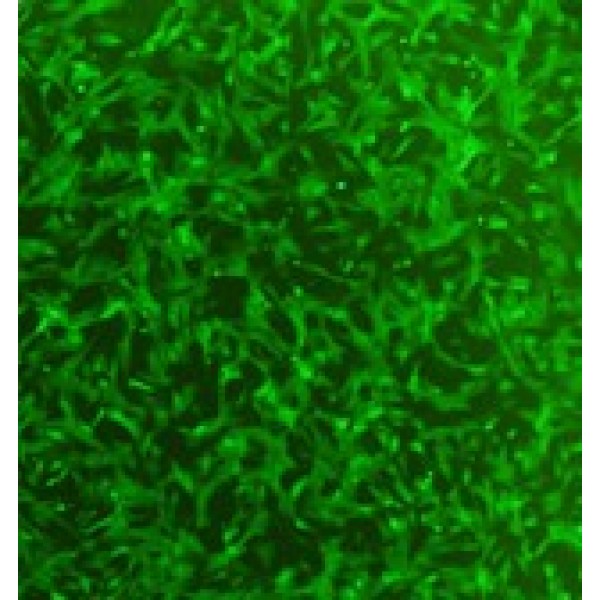 小鼠肾集合管细胞(SV40转化)