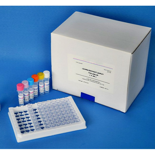 人抗人绒毛膜促性腺激素抗体(AhCGAb)ELISA试剂盒kit说明书 