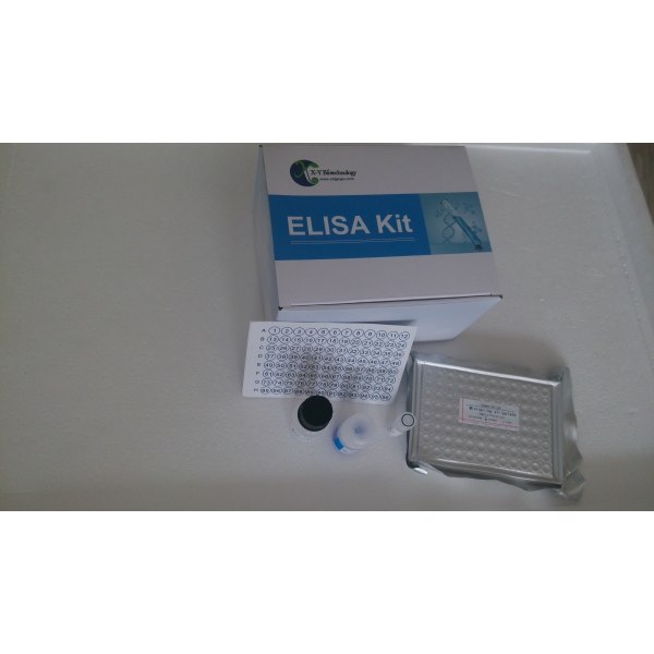 牛白介素10(IL10)检测试剂盒