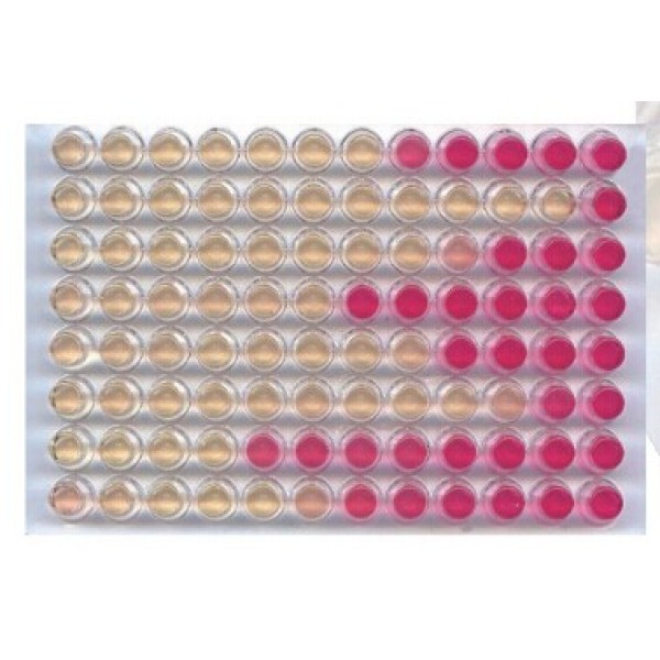 植物种子（中小型）直接PCR试剂盒