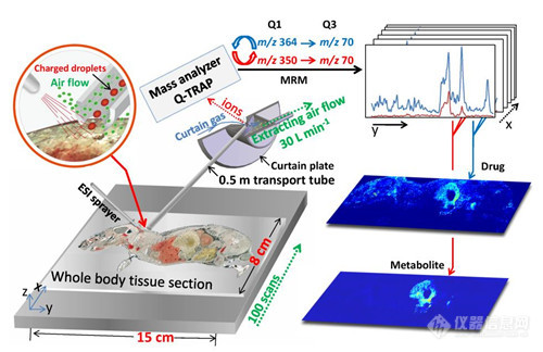 走进中国质谱成像研究前端——访中国医学科学院/北京协和医学院药物研究所再帕尔·阿不力孜教授