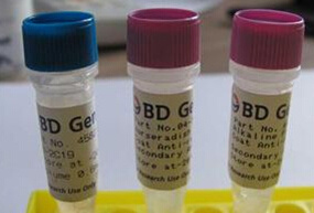 神经钙黏蛋白(CDH2)多克隆抗体Rat