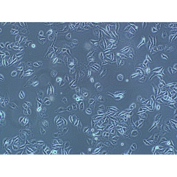 CTLL-2 细胞,CTLL-2 细胞价格
