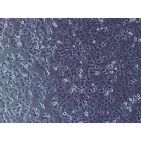 A9   小鼠皮下结缔组织细胞