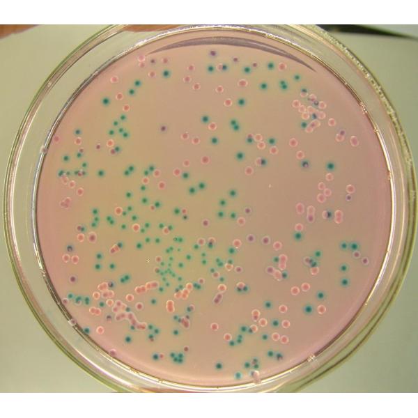 副溶血性弧菌细菌生化鉴定盒 