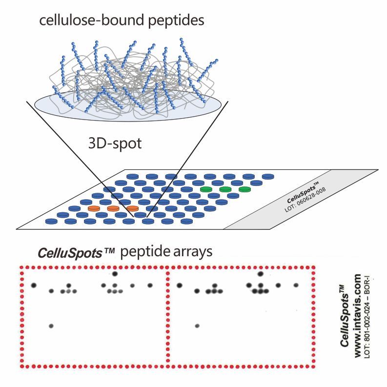 INTAVIS CelluSpots™ 定制化多肽芯片