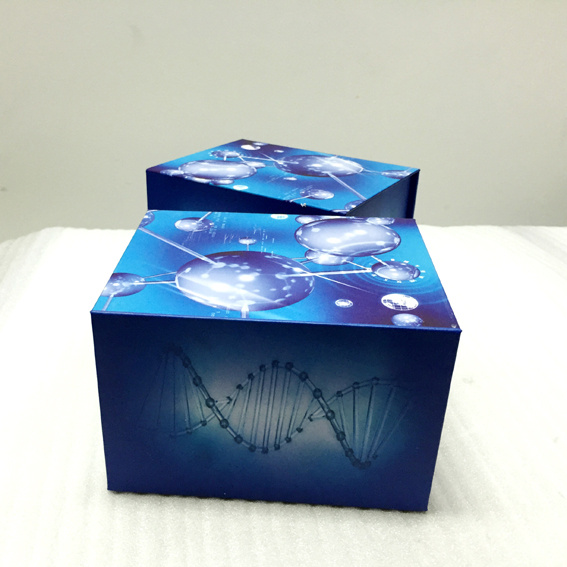 Testosterone	睾酮(T)ELISA Kit