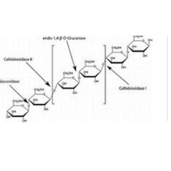 β-葡萄糖苷酶,9001-22-3
