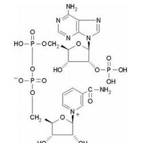 氧化型辅酶Ⅱ自由酸,53-59-8
